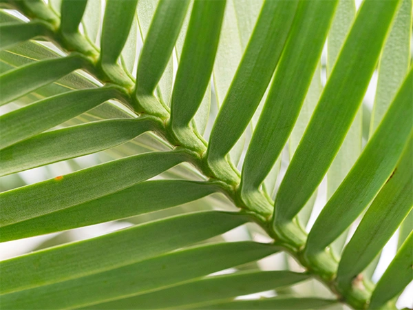Wollemia | Almere Jungle