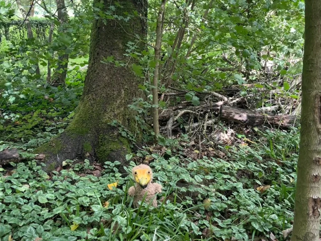 Bijzondere vogel gespot | Almere Jungle