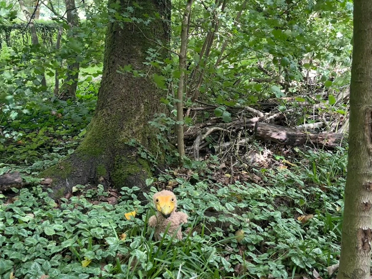 Bijzondere vogel gespot | Almere Jungle