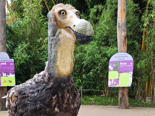 Dodo | Almere Jungle