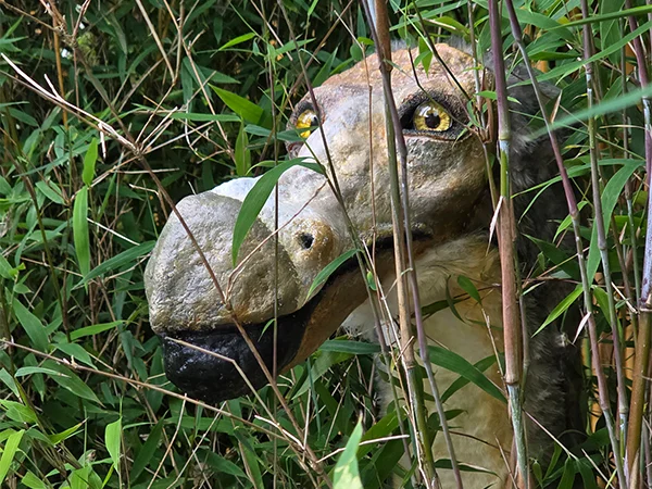 Dodo | Almere Jungle