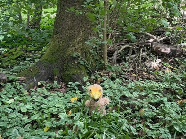 Dodo | Almere Jungle
